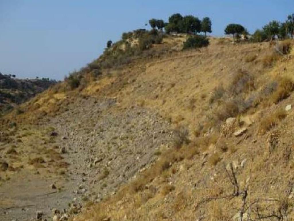 Field-Pegeia-PR15321