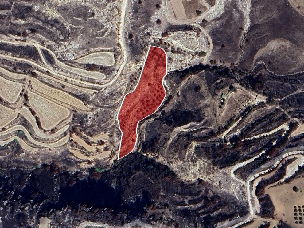 Field-Milia-PR43127