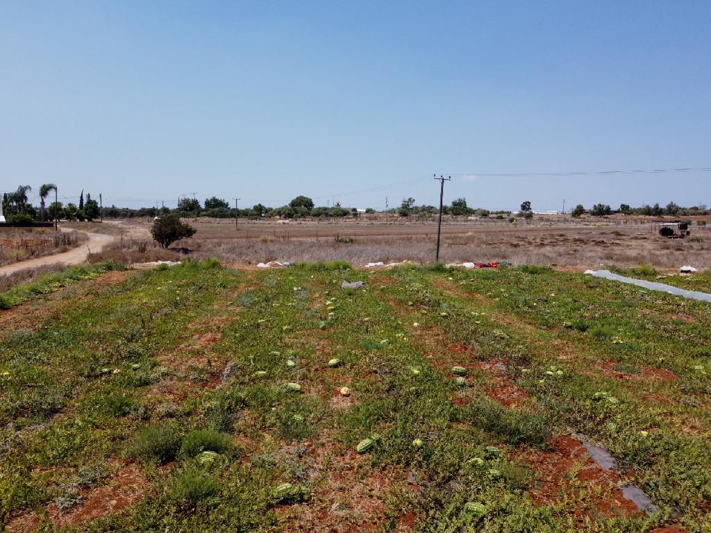 Field - Frenaros, Famagusta