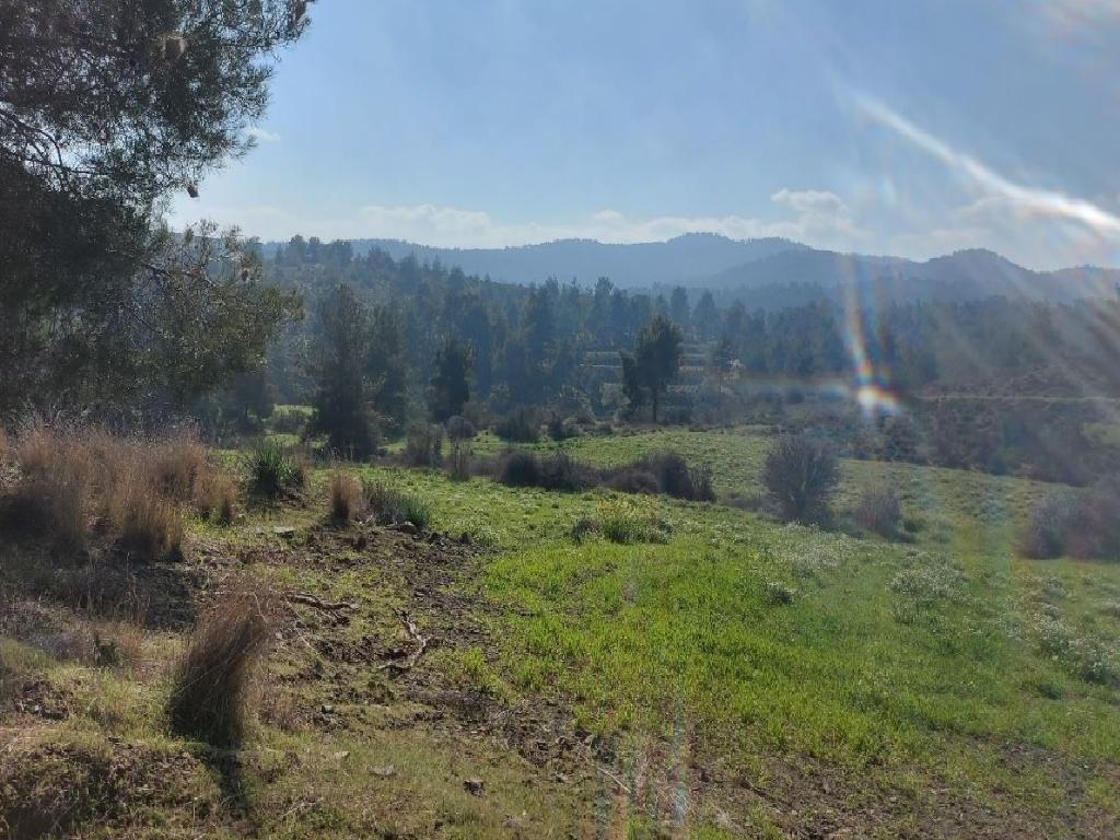 Field-Kampia-PR37603