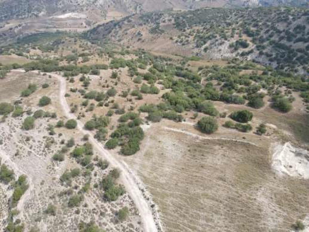 Field-Aksilou-PR41423