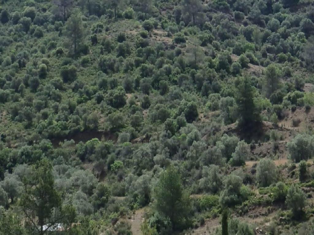 Field -  Lythrodonta, Nicosia