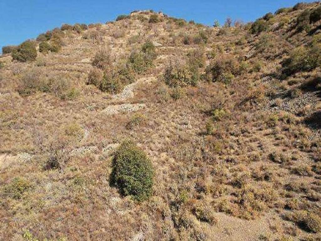 Field - Palaichori Morfou, Nicosia