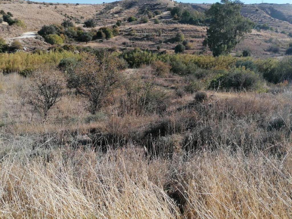 Field-Agrokipia-PR34611