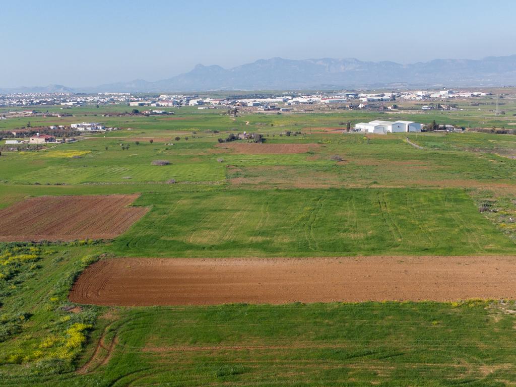 Field - Paleometocho, Nicosia