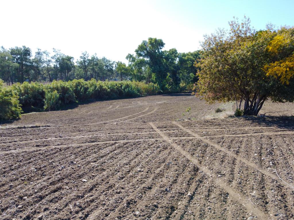 Field-Psevdas-PR40472