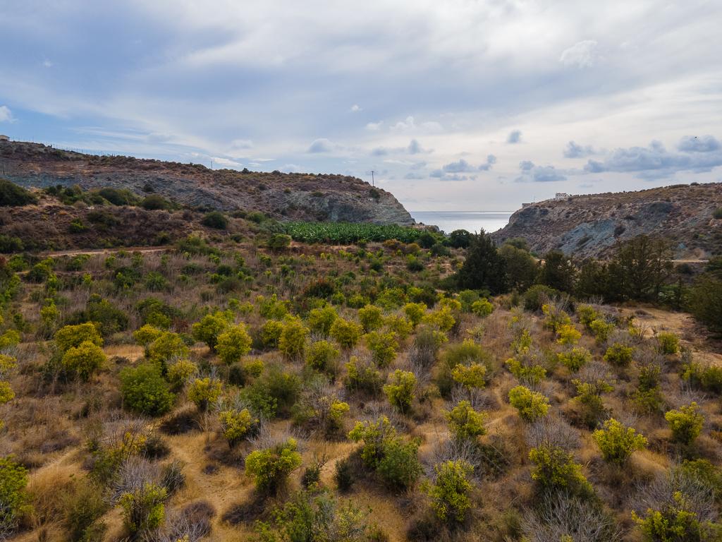Field-Pegeia-PR41077