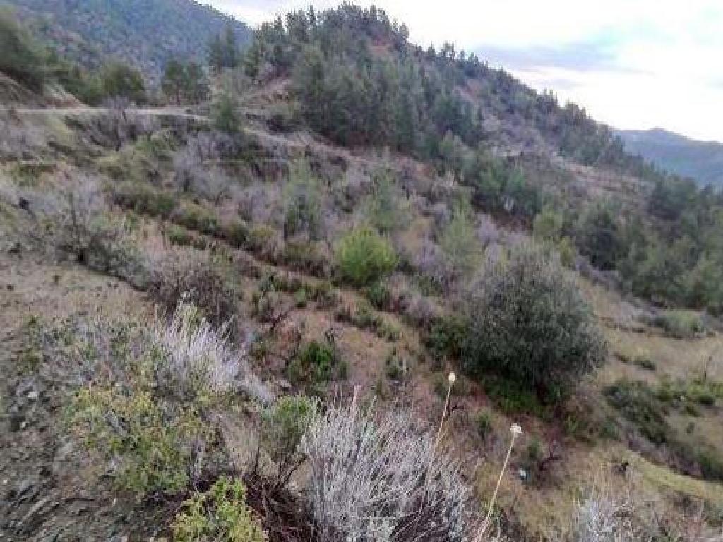 Field-Agia Eirini-PR43023