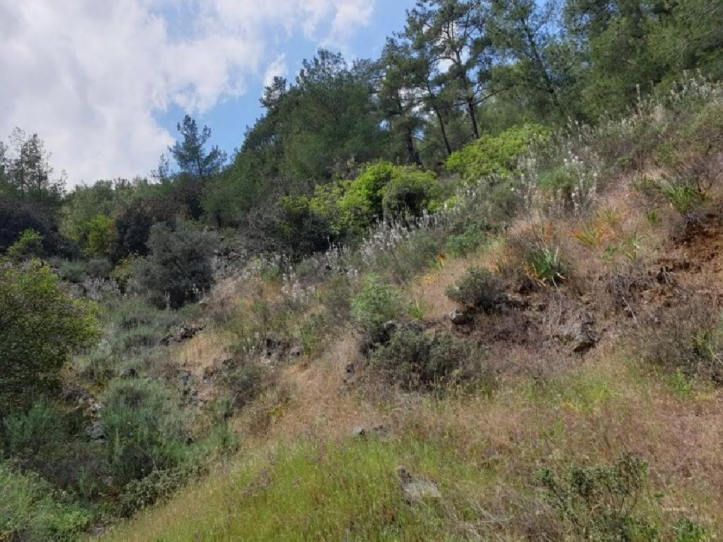 Field-Palaichori Morfou-PR36915