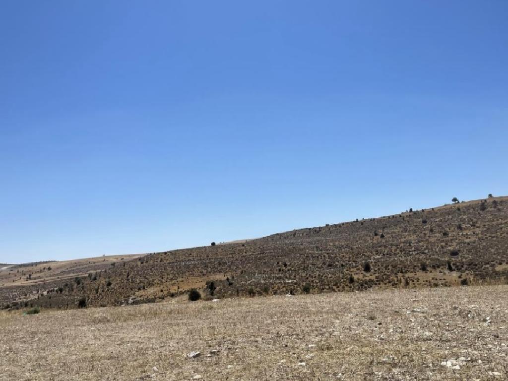 Field-Lympia-PR37535