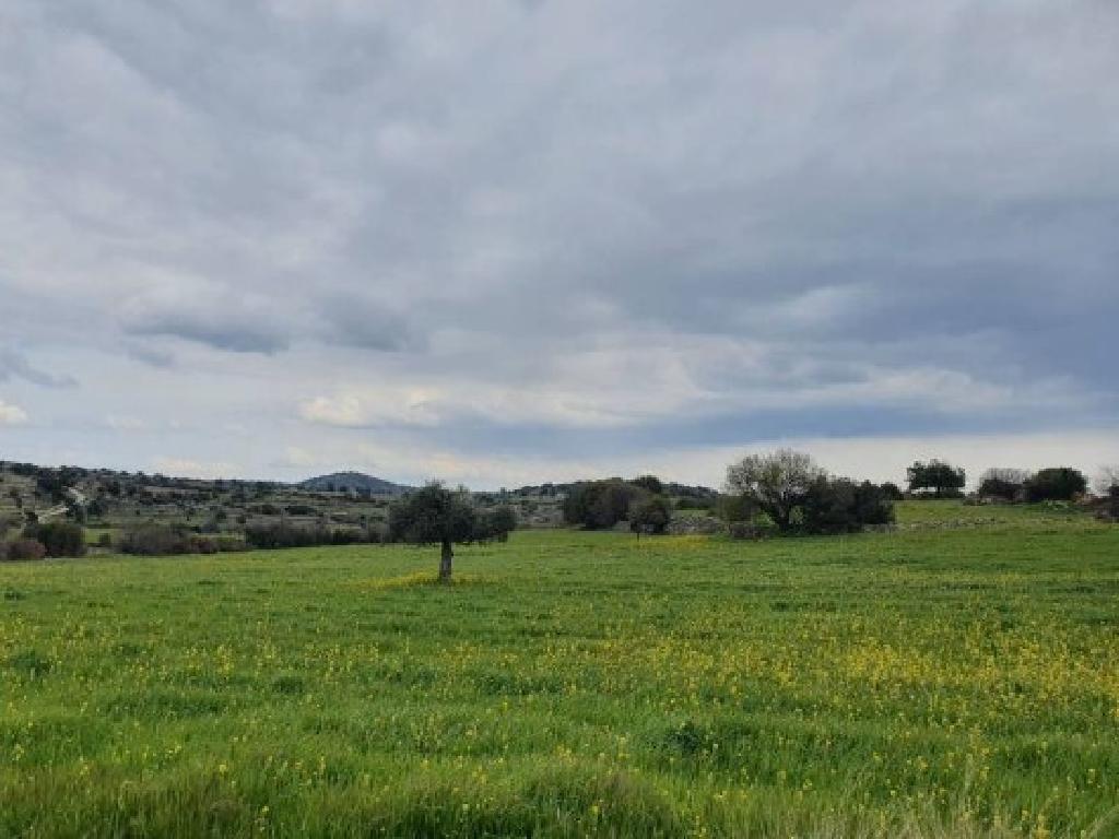 Field-Pachna-PR38501