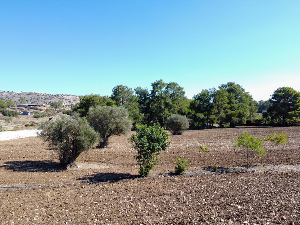 Field-Psevdas-PR40282