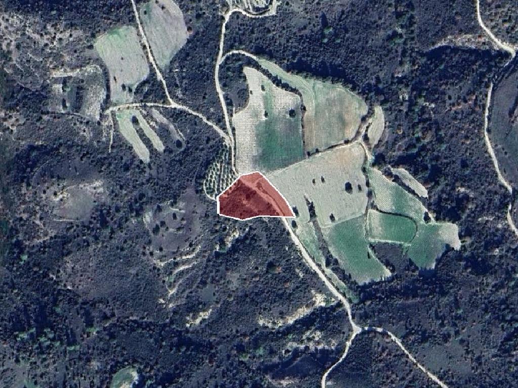 Field-Dora-PR41418