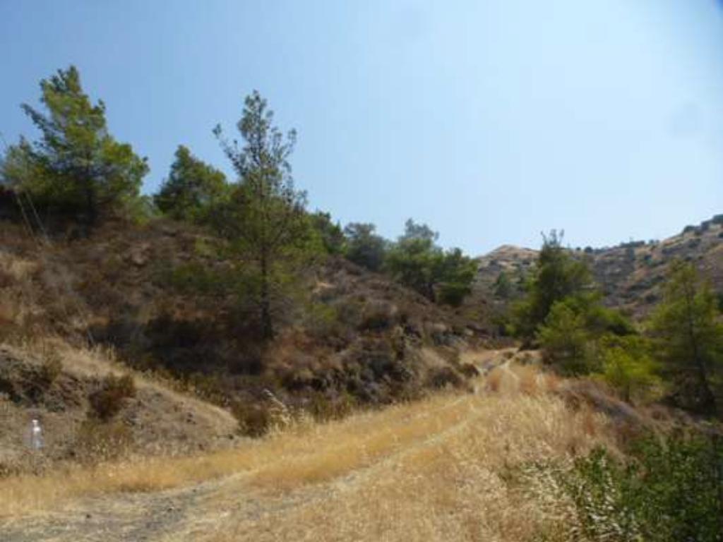 Field-Pigenia-PR13471