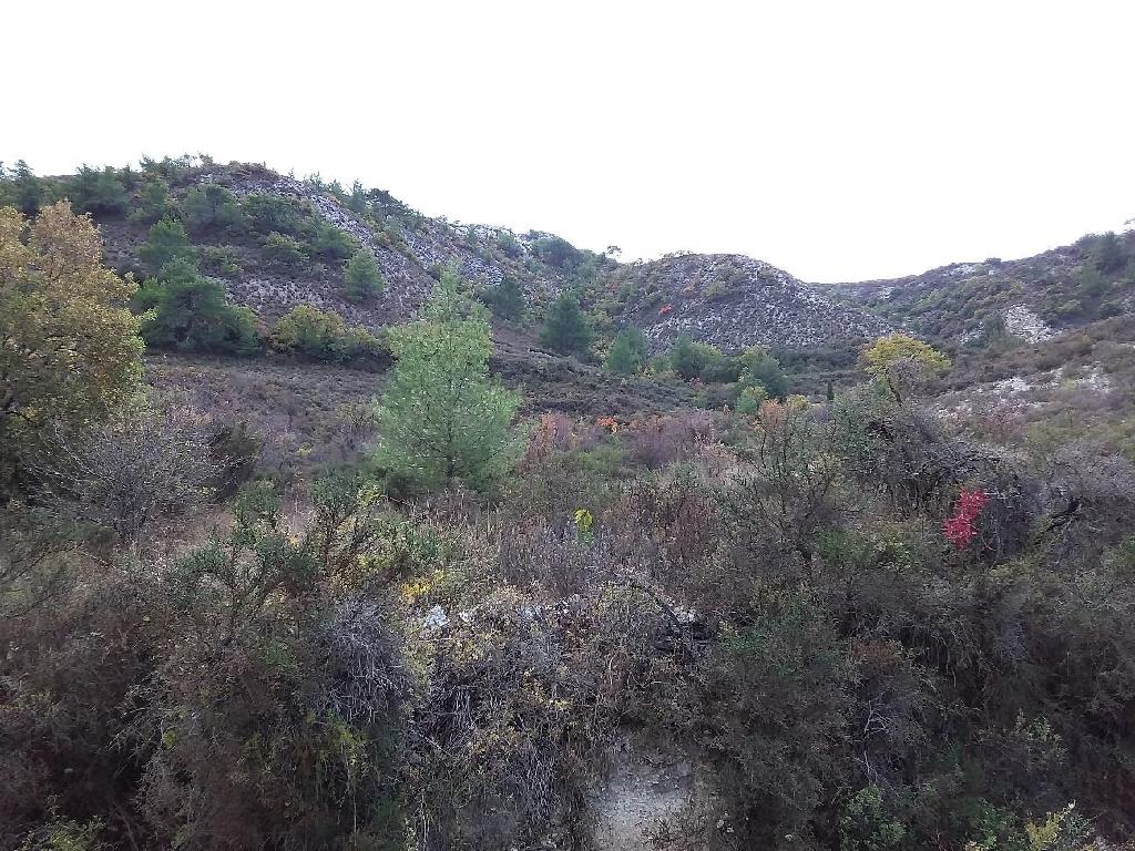 Field-Pera Pedi-PR32917