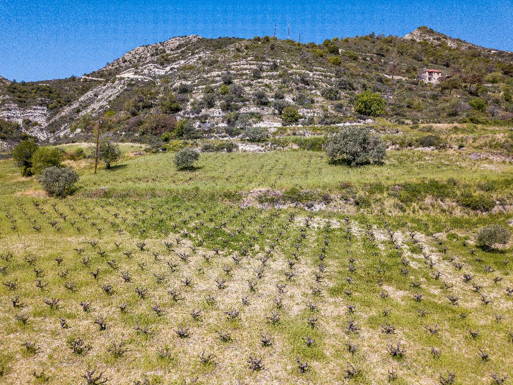 Field-Agios Mamas-PR36499