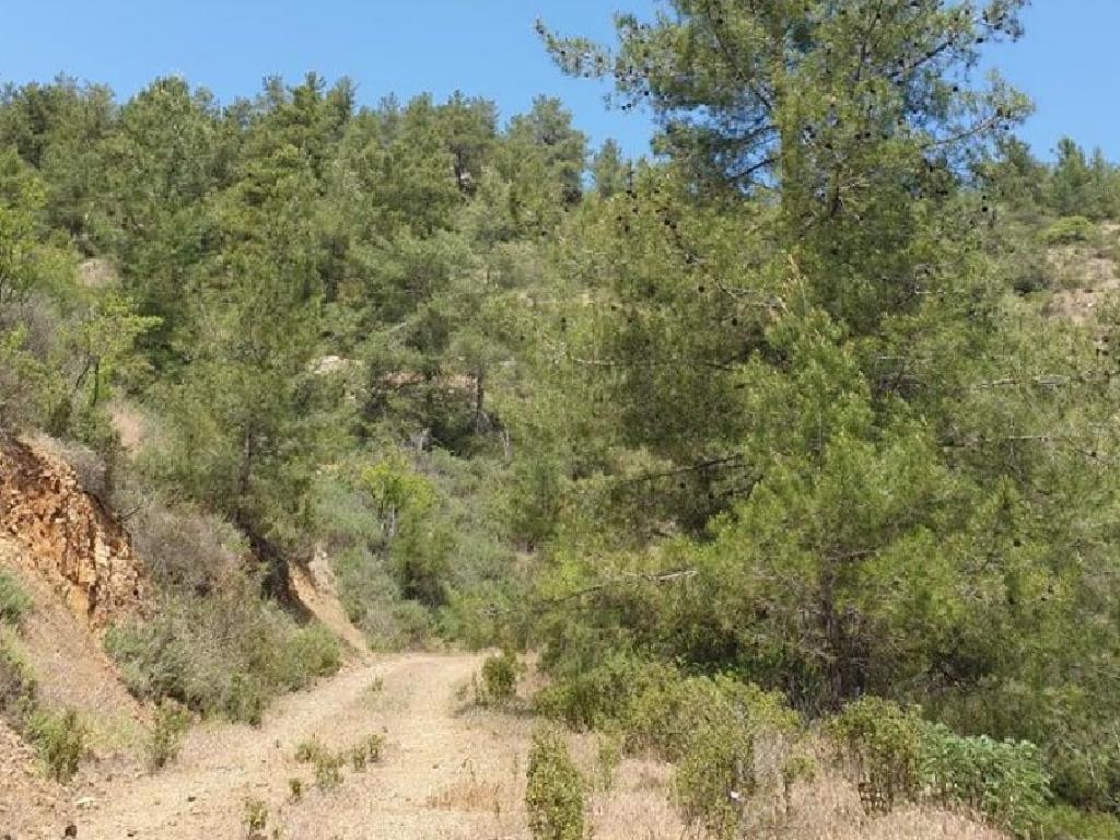 Field-Palaichori Morfou-PR36914