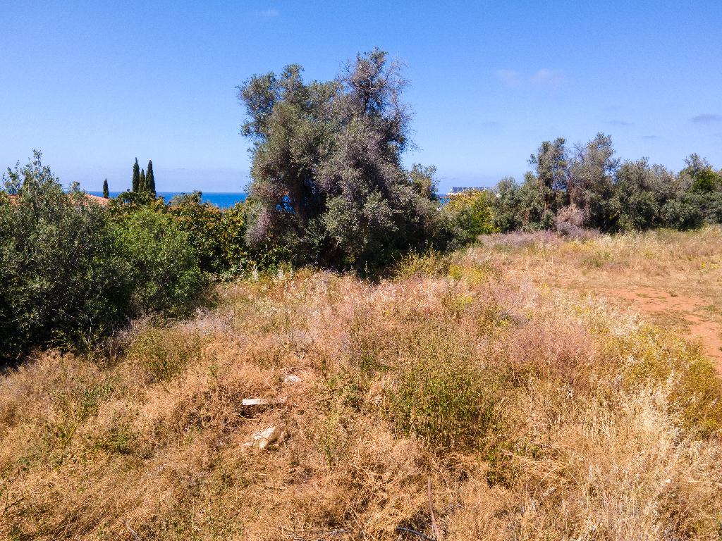 Field-Nea Dimmata-PR37936