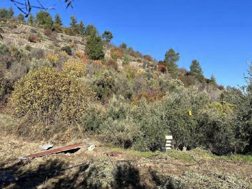 Field-Palaichori Orinis-PR41924