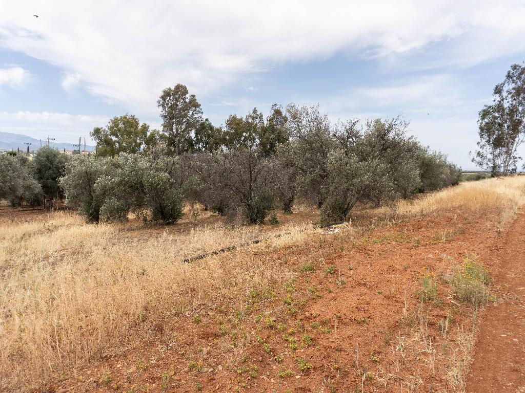Field - Astromeritis, Nicosia
