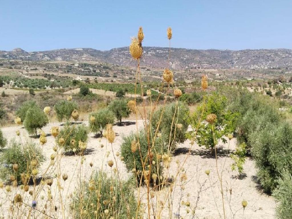 Field-Drymou-PR14777