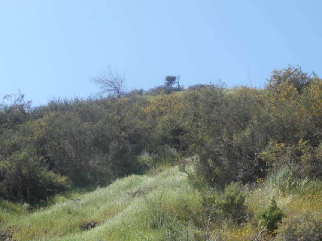 Field-Pigenia-PR33083