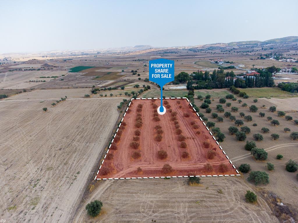 Field-Dali-PR36374