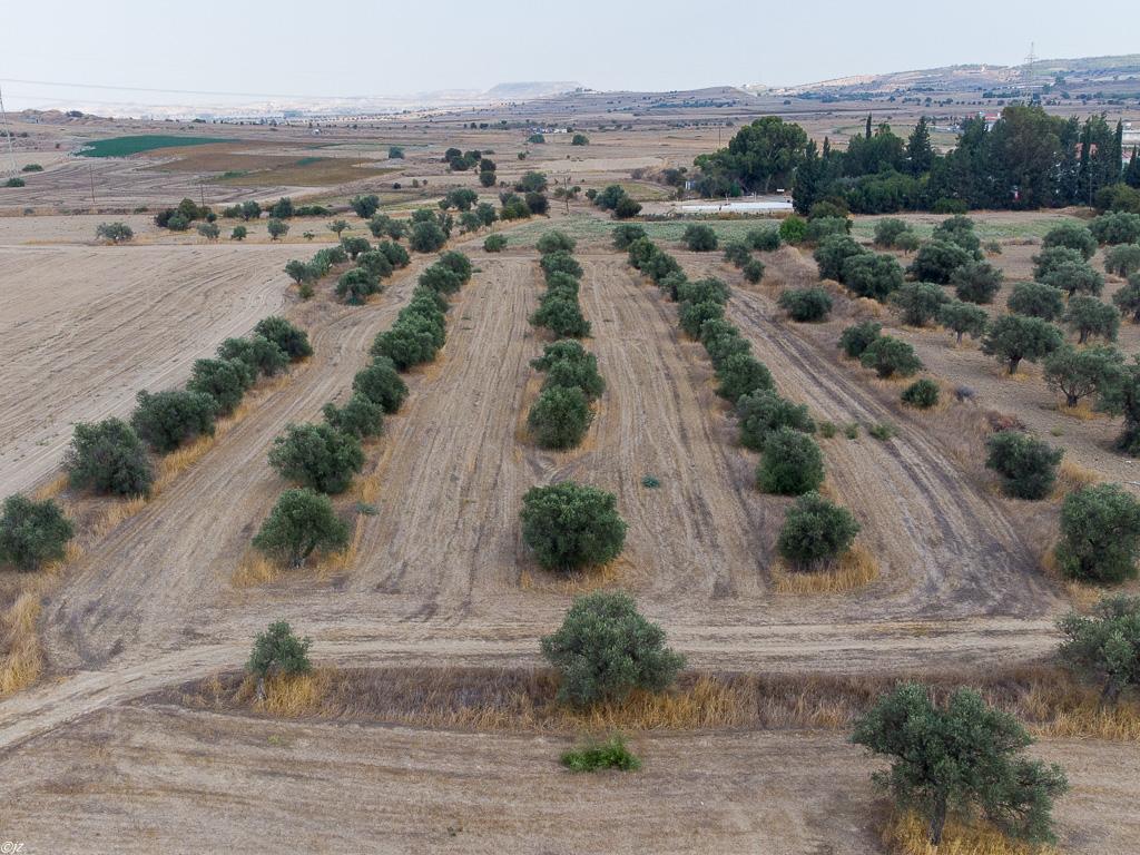 Field-Dali-PR36374