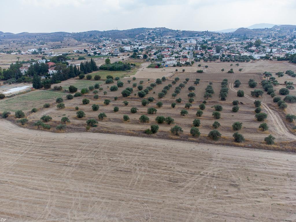 Field-Dali-PR36374