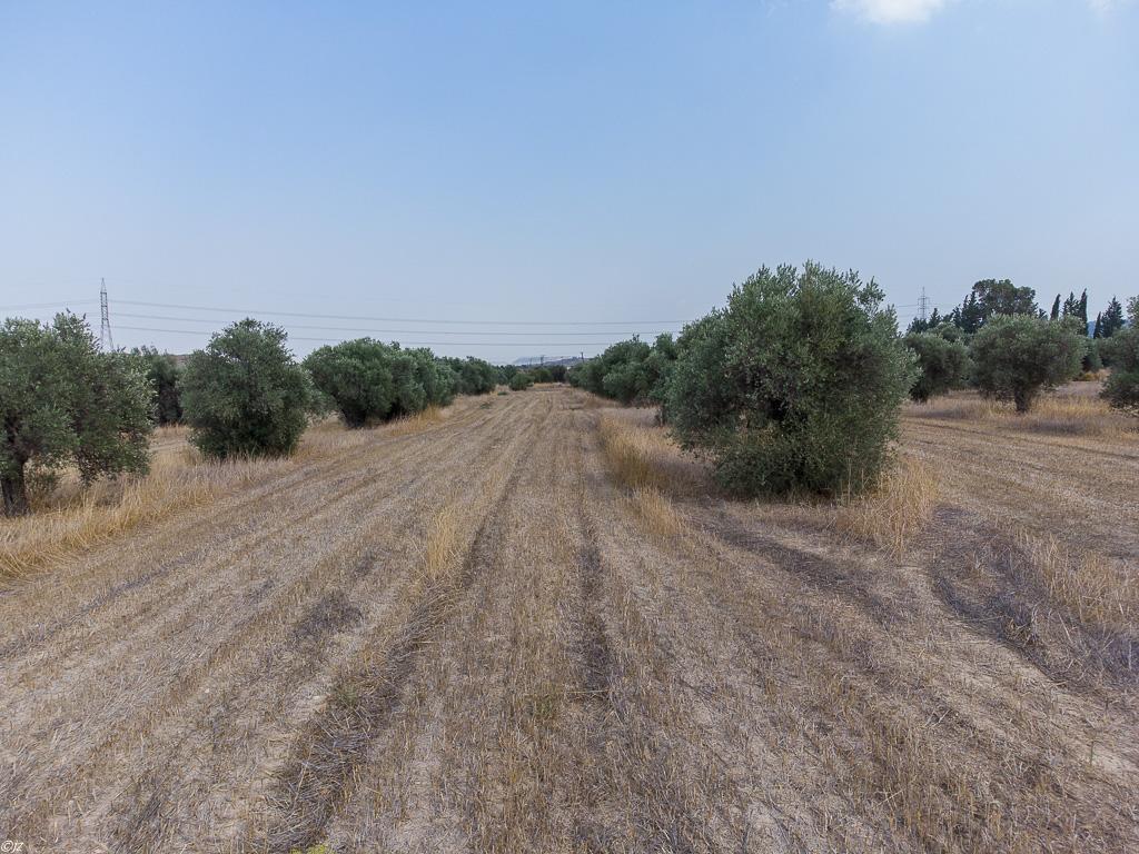 Field-Dali-PR36374