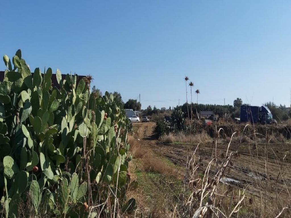 Field - Orounta, Nicosia