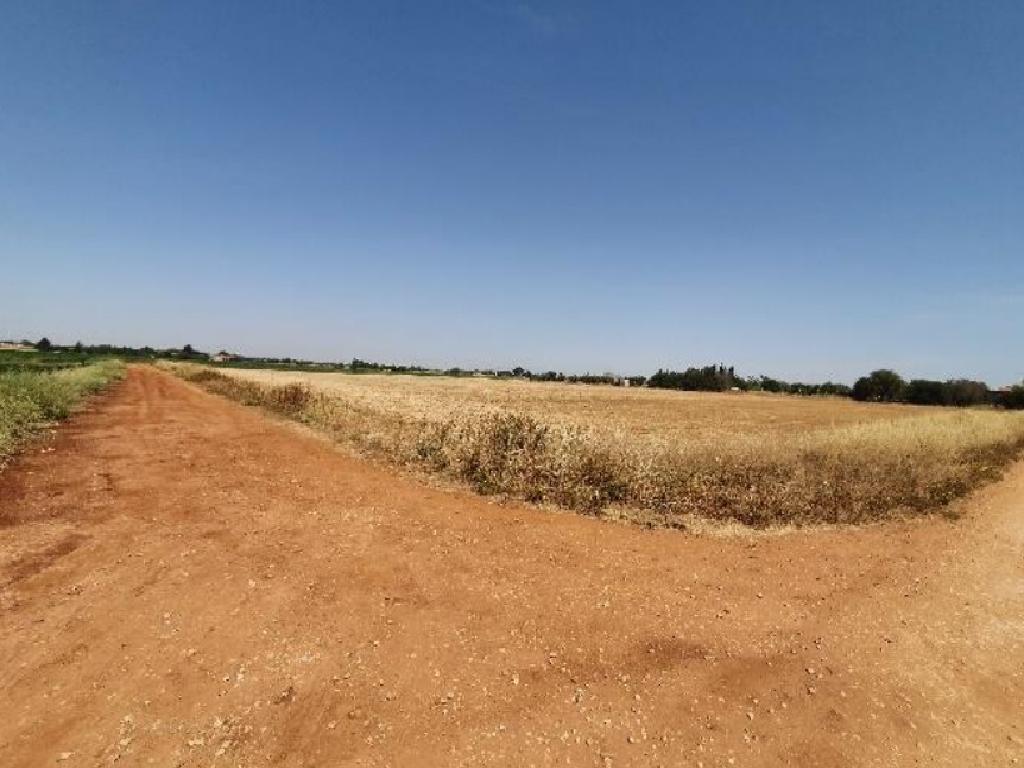 Field - Xylofagou, Larnaca
