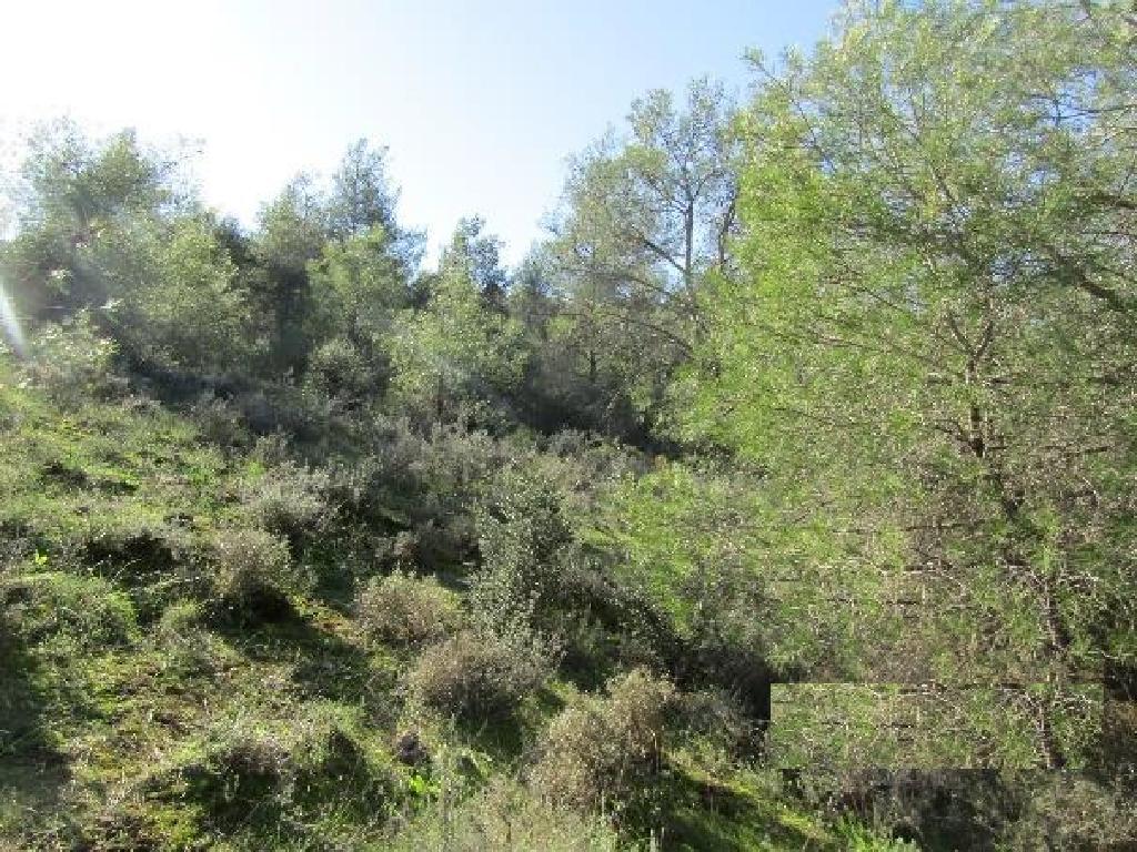 Field-Psevdas-PR39574