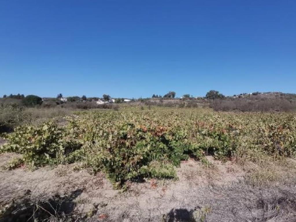Field-Stroumpi-PR41264