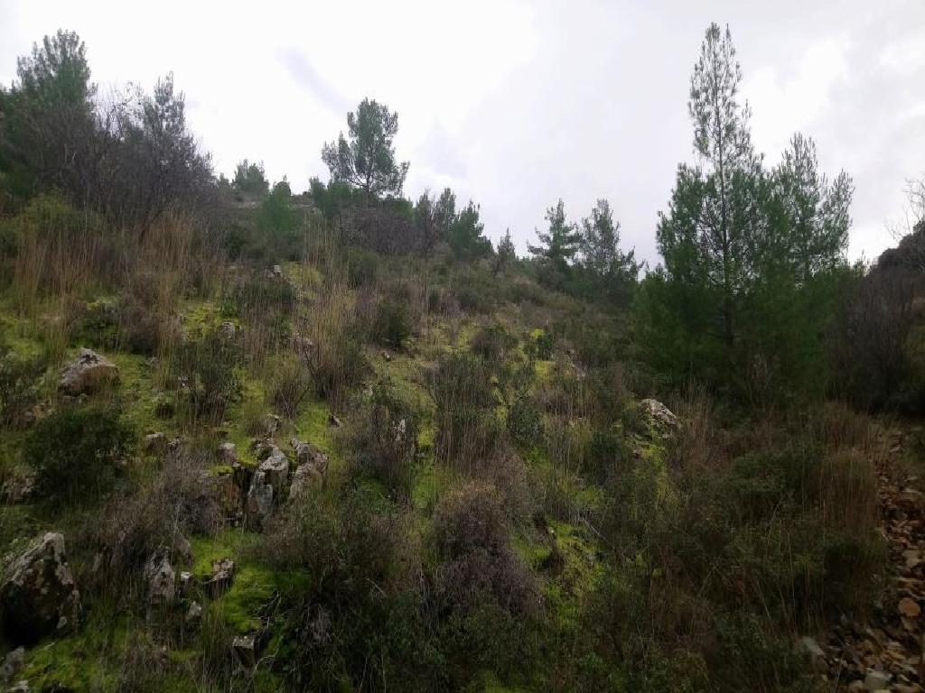 Field-Fikardou-PR32467