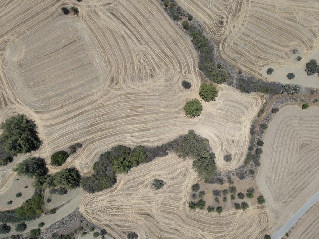 Field (Share) - Agrokipia, Nicosia