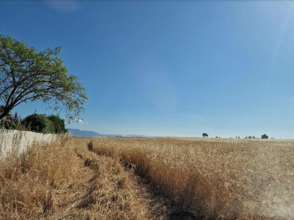 Field-Kalo Chorio (Oreinis)-PR39929