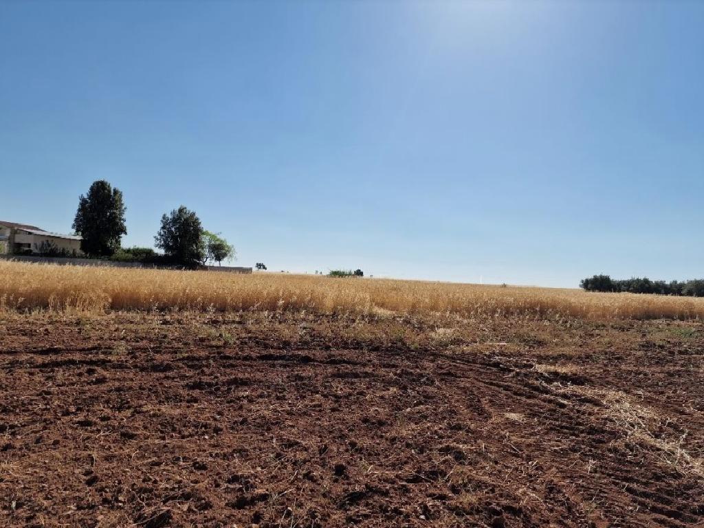Field-Kalo Chorio (Oreinis)-PR39929