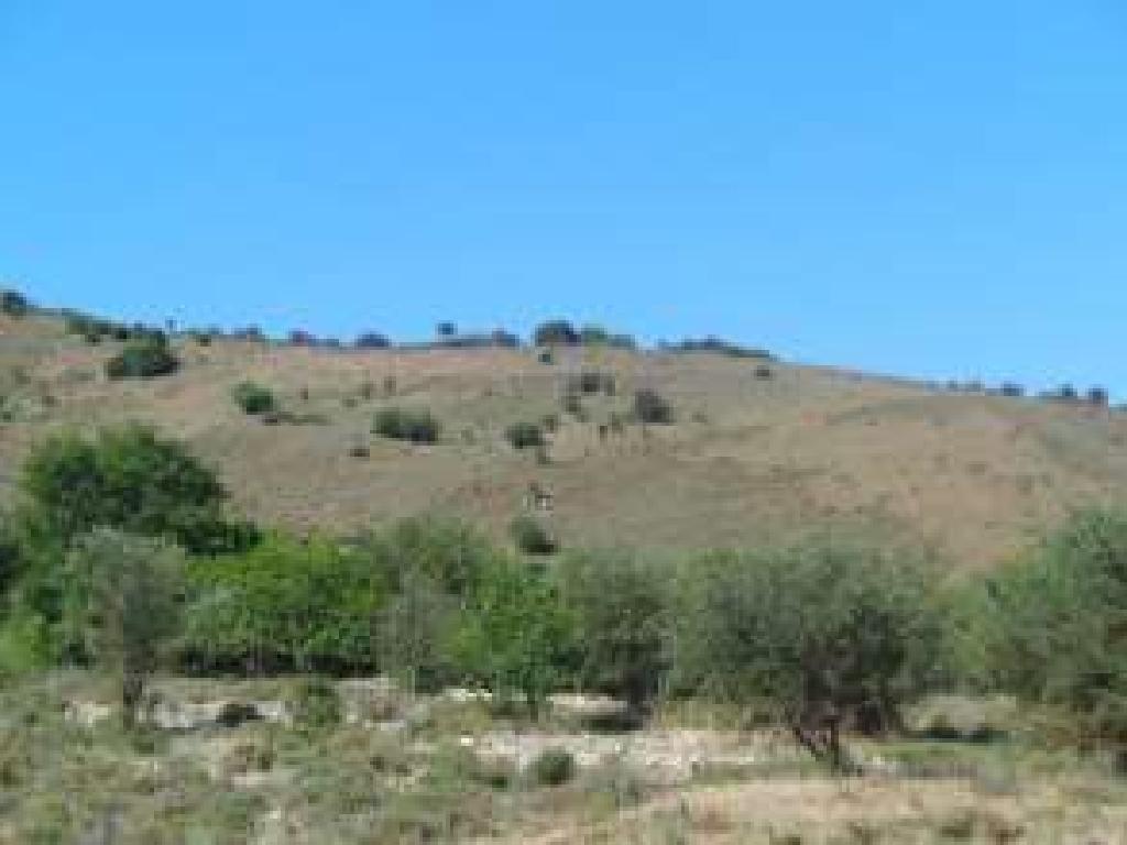 Field-Aksilou-PR40156