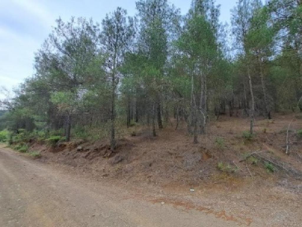 Field-Palaichori Orinis-PR41928