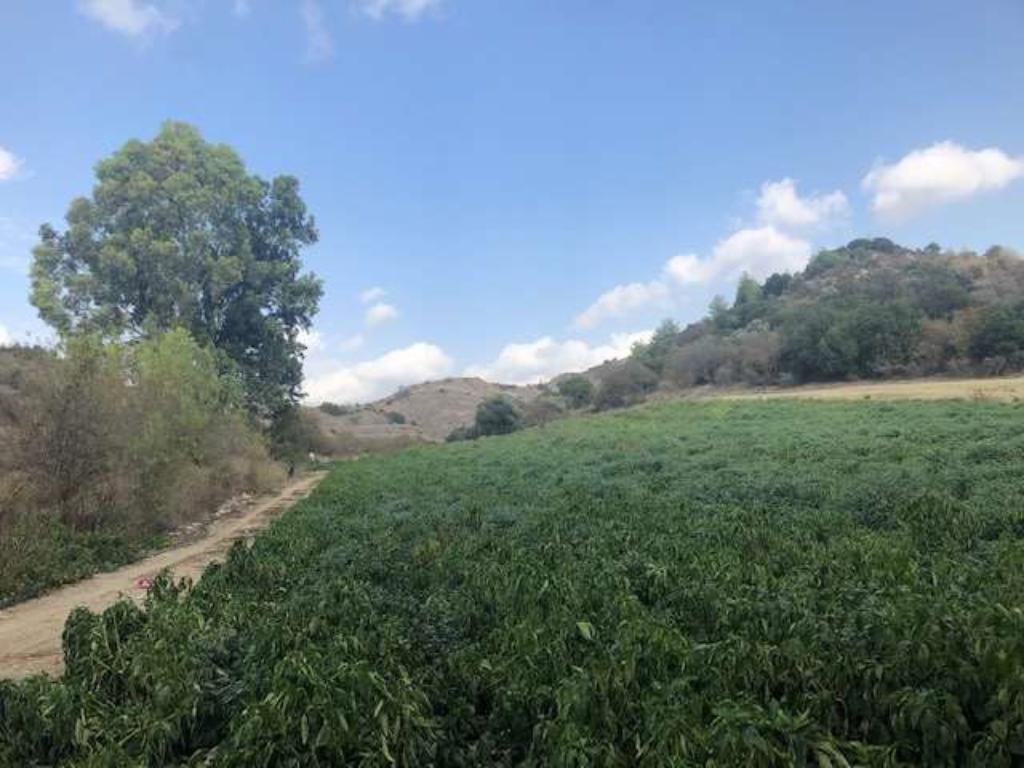 Field-Kannaviou - Melamiou-PR12976