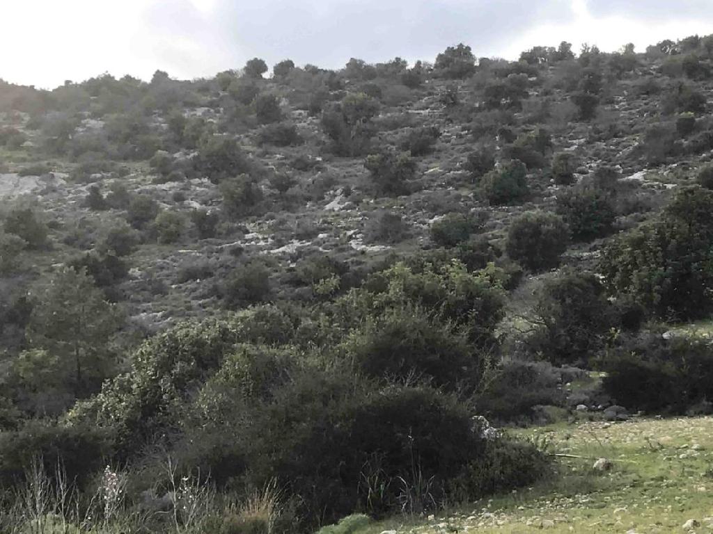 Field-Peristerona-PR33978