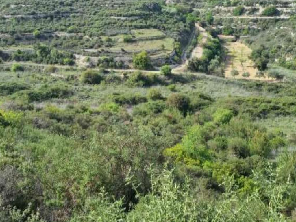 Field-Pachna-PR38051
