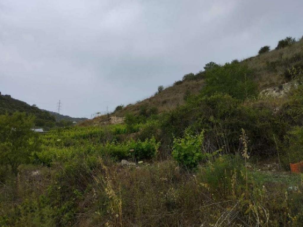 Field-Koili-PR39469