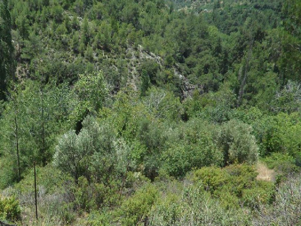 Field-Prodromos-PR40674