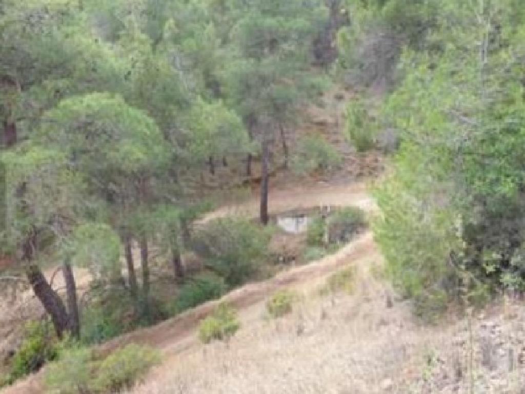 Field-Palaichori Orinis-PR41929