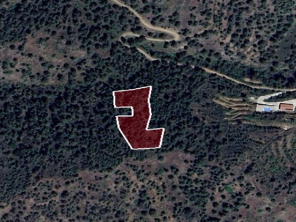 Field-Palaichori Orinis-PR41929