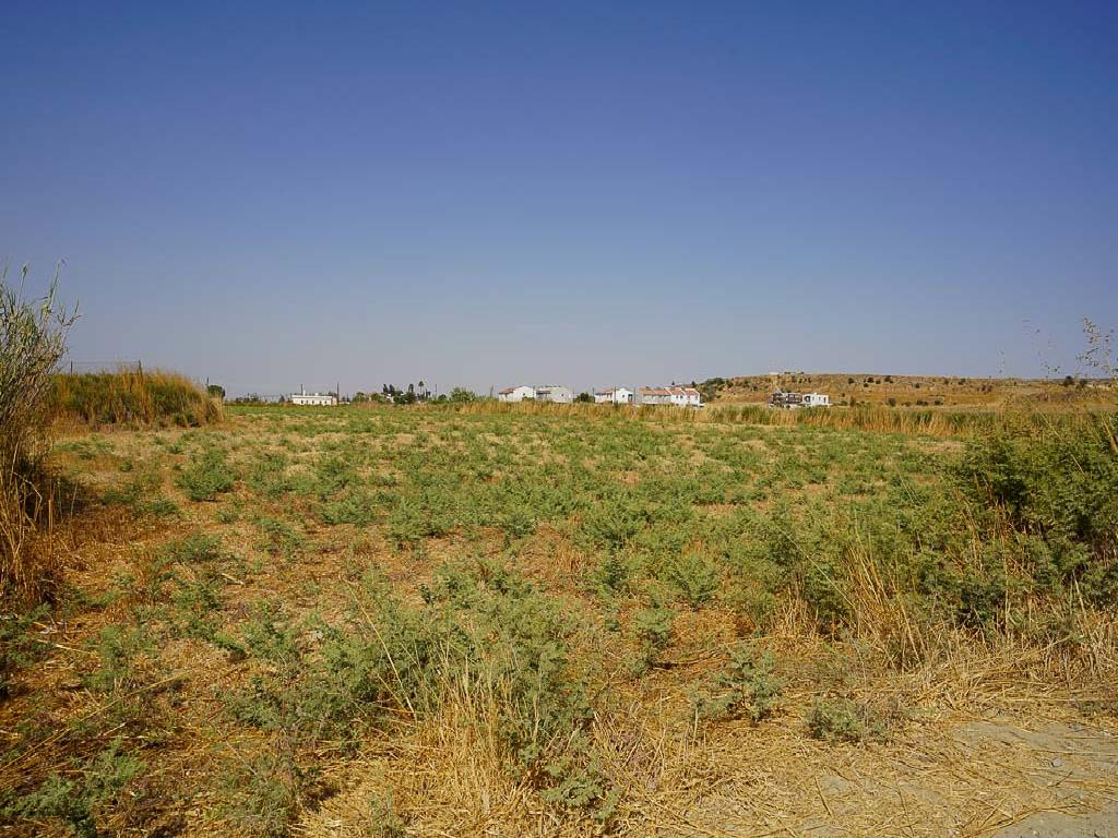 Field - Dali, Nicosia