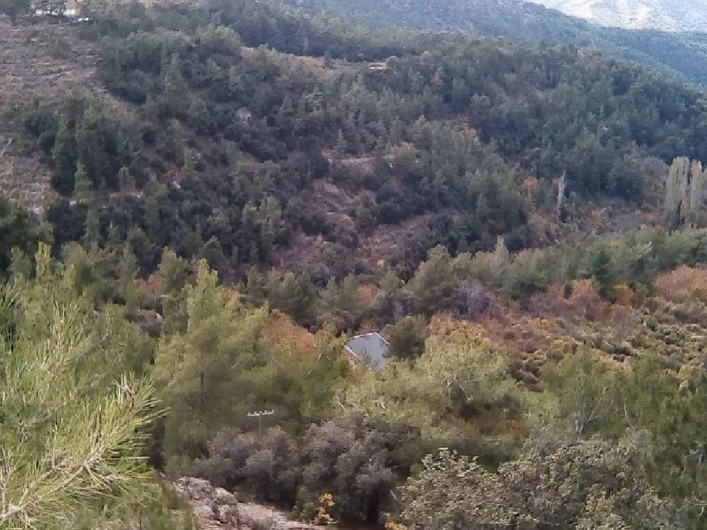 Field-Prodromos-PR40673
