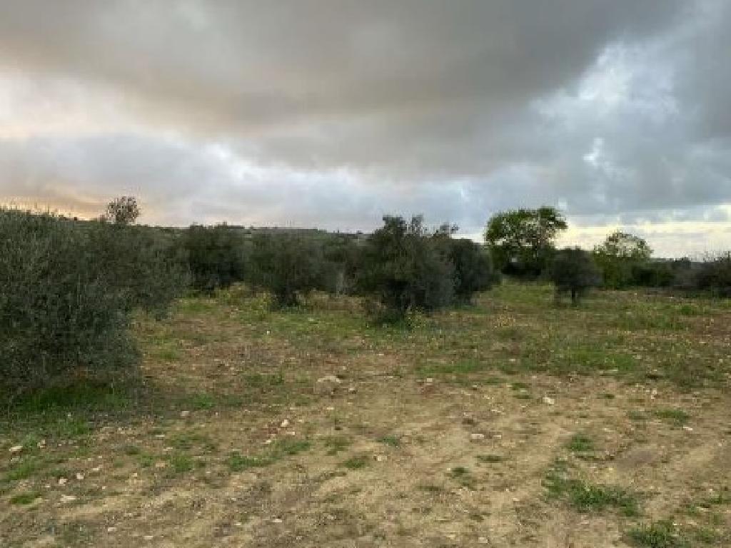 Field-Kritou Terra-PR41713